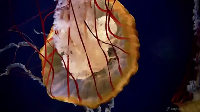 Snapshot of streamy_test11 chatting on March 31, 2026, 7:31 am streamy test11 online show from March 31, 2026, 7:31 am