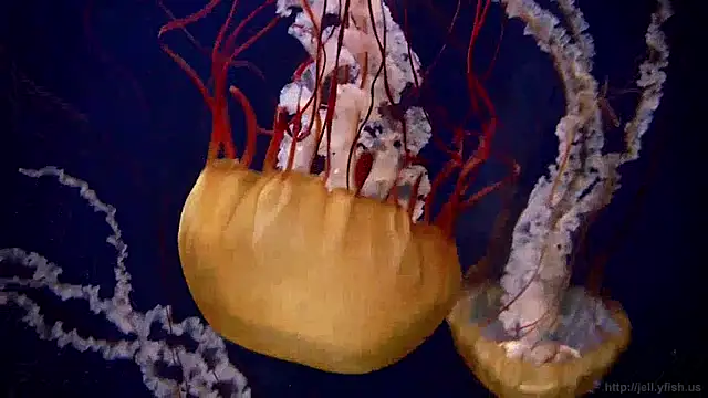 Snapshot of streamy_test11 chatting on April 3, 2026, 12:25 pm streamy test11 online show from April 3, 2026, 12:25 pm