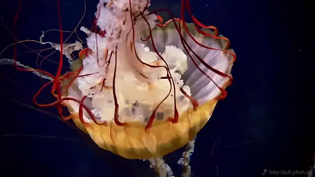 Snapshot of streamy_test11 chatting on April 7, 2026, 9:32 am streamy test11 online show from April 7, 2026, 9:32 am