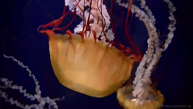 Snapshot of streamy_test11 chatting on April 8, 2026, 10:37 am streamy test11 online show from April 8, 2026, 10:37 am