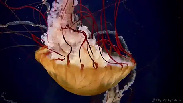 Snapshot of streamy_test11 chatting on April 9, 2026, 10:42 am streamy test11 online show from April 9, 2026, 10:42 am