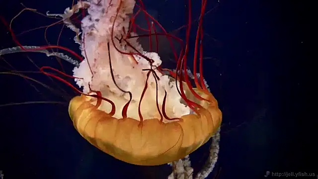 Snapshot of streamy_test11 chatting on April 16, 2026, 2:29 pm streamy test11 online show from April 16, 2026, 2:29 pm