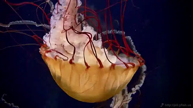 streamy test12 online show from December 4, 2024, 8:12 am