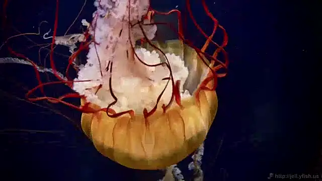 streamy test12 online show from December 9, 2024, 8:11 am