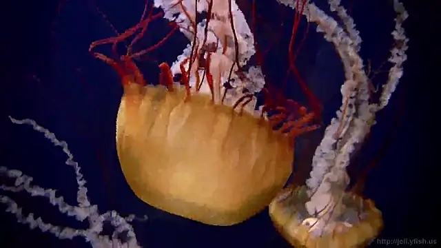 streamy test12 online show from March 10, 2025, 8:15 am