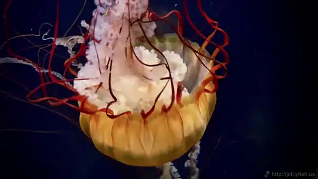 streamy test12 online show from September 16, 2025, 4:30 pm