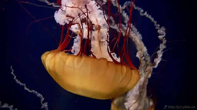 streamy test13 online show from February 17, 2025, 8:09 am