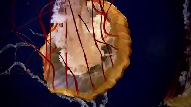 streamy test13 online show from October 2, 2025, 10:22 am