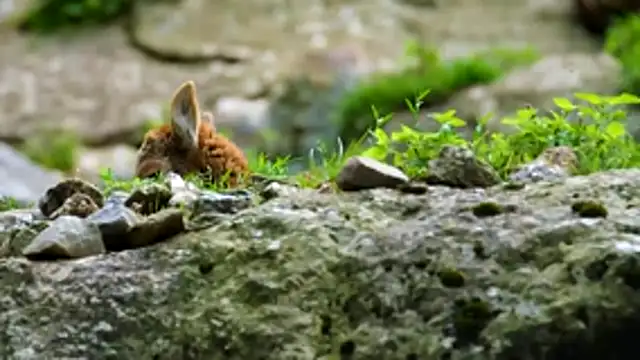 streamy test13 online show from December 15, 2025, 10:30 am