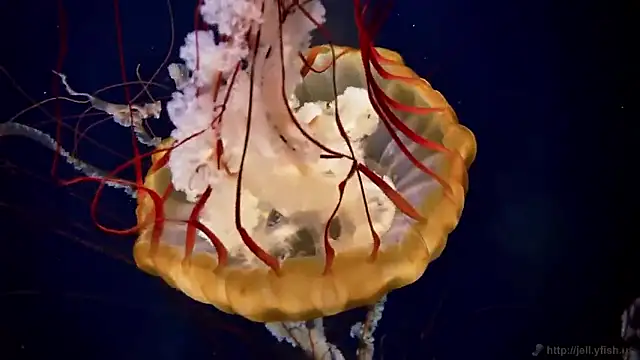 streamy test15 online show from February 25, 2026, 5:00 pm