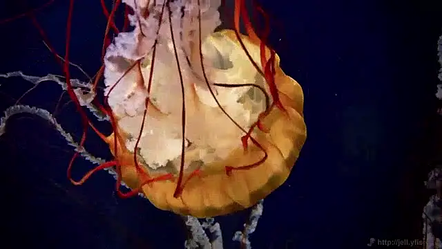 streamy test15 online show from April 20, 2026, 11:24 am