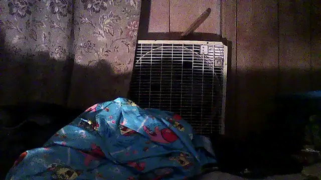 luke thighwalker2469 online show from December 2, 2025, 2:50 am