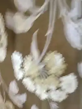 Snapshot of Raat_ki_rani_ chatting on January 4, 2025, 5:05 am Raat ki rani  online show from January 4, 2025, 5:05 am