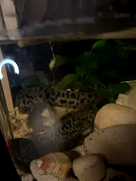 Snapshot of BroadFantasy chatting on October 18, 2025, 7:14 pm BroadFantasy online show from October 18, 2025, 7:14 pm