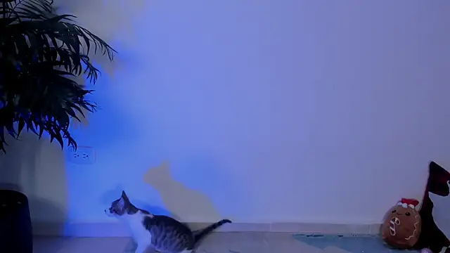 wendymoah online show from December 17, 2024, 3:28 am