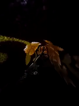 SageElement2 online show from March 14, 2025, 8:17 pm