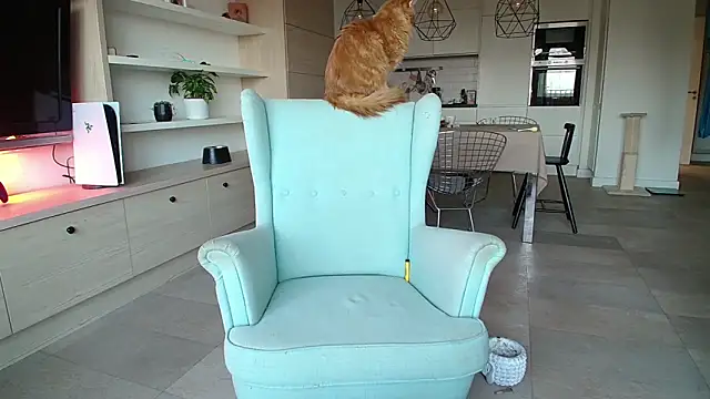 Kotis Foxy online show from October 3, 2025, 2:58 pm