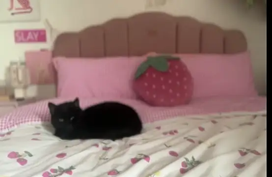 pinkie piexx online show from February 14, 2025, 12:14 pm