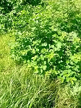 Khaleyssi online show from March 2, 2026, 7:32 pm