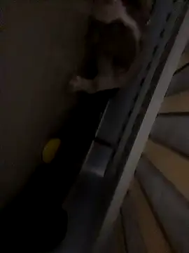 Snapshot of dym251211 chatting on February 4, 2025, 8:17 pm dym251211 online show from February 4, 2025, 8:17 pm