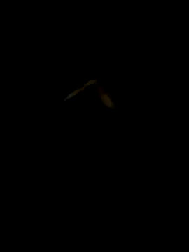 DaWoD030 online show from January 19, 2025, 5:18 pm