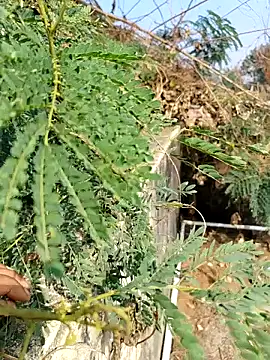 sweet suman online show from December 3, 2025, 4:53 am