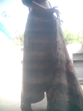 Amaya Bajwa online show from February 11, 2026, 9:14 am