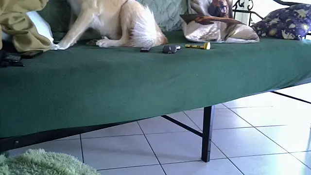 Damn bro23 online show from February 20, 2026, 7:32 am