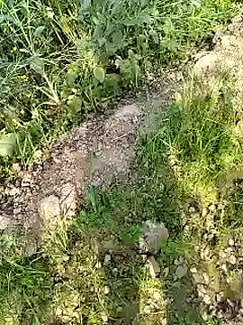 xmanrawan2 online show from February 17, 2025, 4:31 am