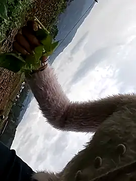 hebe-02 online show from October 26, 2025, 5:24 am