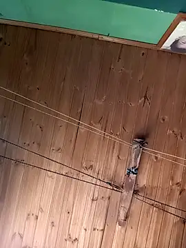 Ridick2025 online show from November 15, 2025, 5:20 pm