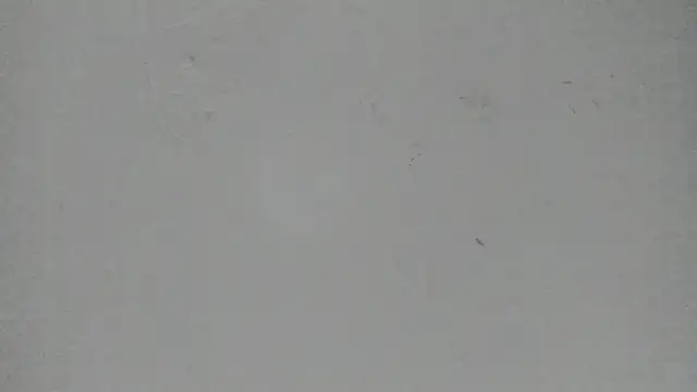 Snapshot of Sophia_Ebony chatting on March 13, 2026, 12:01 pm Sophia Ebony online show from March 13, 2026, 12:01 pm