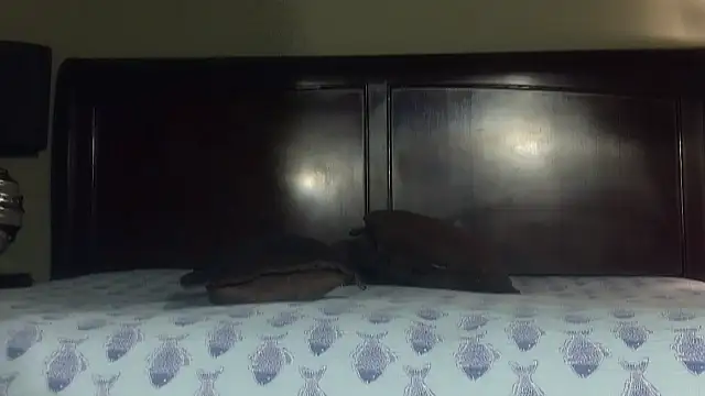 Hornylouisewil online show from November 21, 2025, 12:43 am