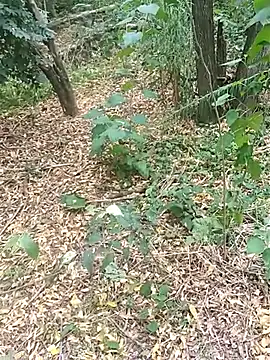 pegaso369 online show from October 17, 2025, 1:46 pm