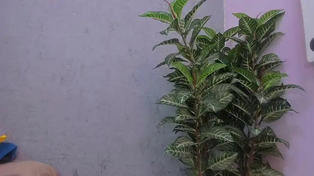 scarlett646 online show from November 29, 2025, 3:09 am