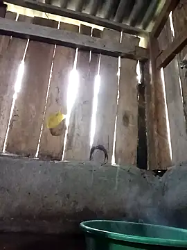 Ngocmi909 online show from November 16, 2025, 12:16 am