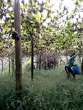 ngan-cute online show from October 22, 2025, 11:15 pm