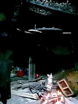 ngan-cute online show from November 17, 2025, 1:28 pm