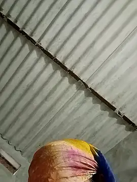 Payal950 online show from January 17, 2026, 1:32 am