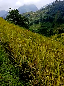 Snapshot of samsam-bae chatting on September 14, 2025, 6:23 am samsam-bae online show from September 14, 2025, 6:23 am