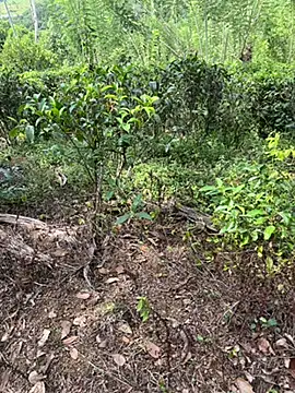 Gihan sil1088 online show from September 20, 2025, 8:48 am