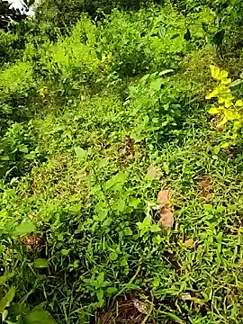 telugumodda4396 online show from September 23, 2025, 8:06 am