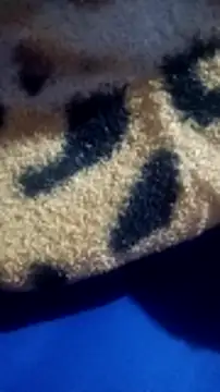 loizasilva online show from April 28, 2026, 2:10 am