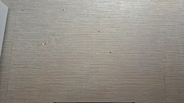 AstraVale online show from November 3, 2025, 8:26 am