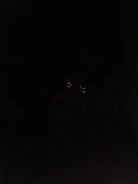 Snapshot of bruno_324278 chatting on May 28, 2026, 2:53 am bruno 324278 online show from May 28, 2026, 2:53 am