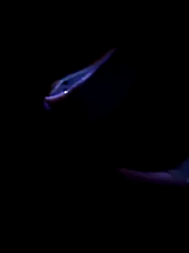 Snapshot of fireblond01 chatting on November 12, 2025, 2:34 am fireblond01 online show from November 12, 2025, 2:34 am