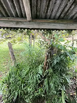 Snapshot of Monahliza chatting on March 12, 2026, 12:55 pm Monahliza online show from March 12, 2026, 12:55 pm