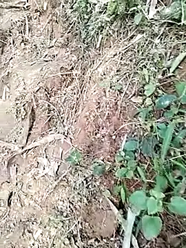 neko-nancy online show from January 19, 2026, 9:02 am