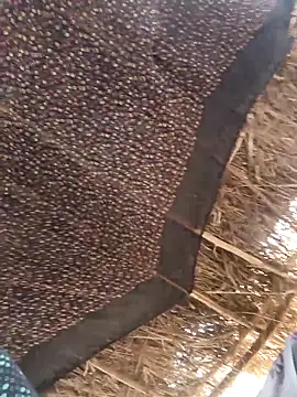 lodhi8080 online show from March 5, 2026, 6:42 am