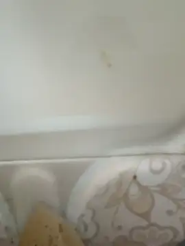 Pagelboy 089 online show from February 19, 2026, 8:43 am